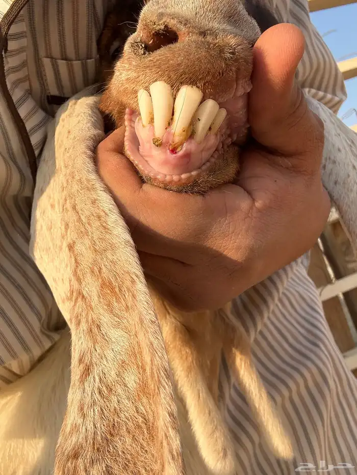 عنز مشروكه مصريه عارضيه تم البيع 2