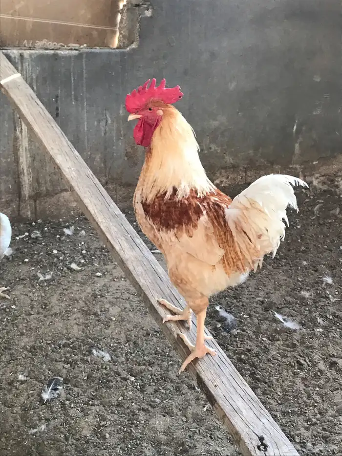 للبيع ديك لوهمان براون بيور 1