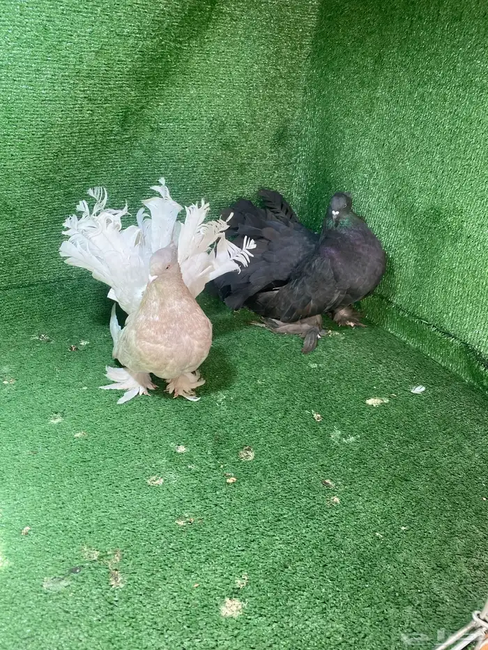 رقاص امريكي 1