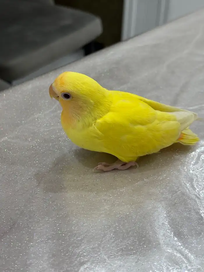 روز اليف جدا جدا 3