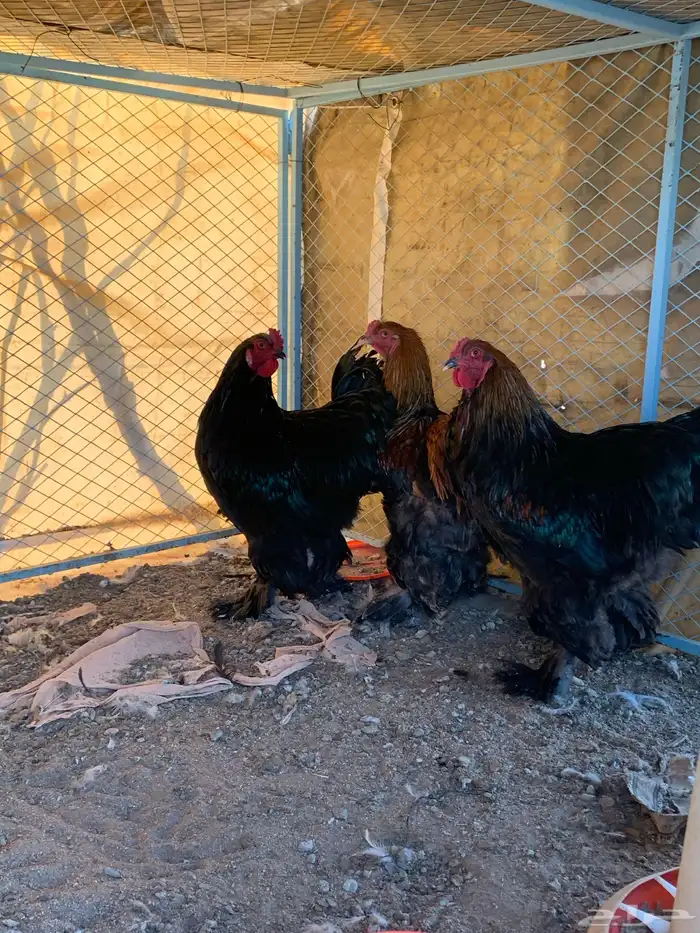 ديوك براهما الماني 4