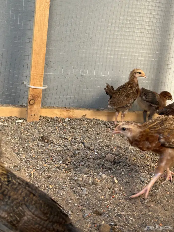 ديك للبيع على السوم و صيصان 2