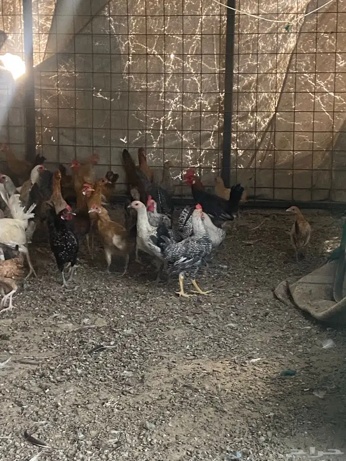 دجاج بلدي بياض للبيع 2