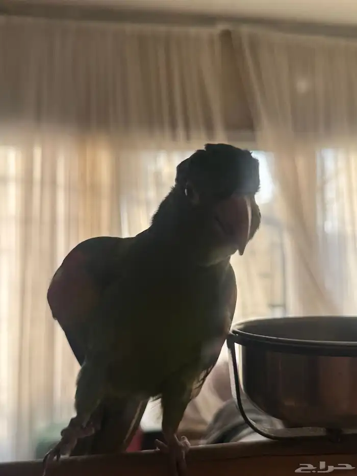 ببغاء كنيور وايت اي من النوادر 2