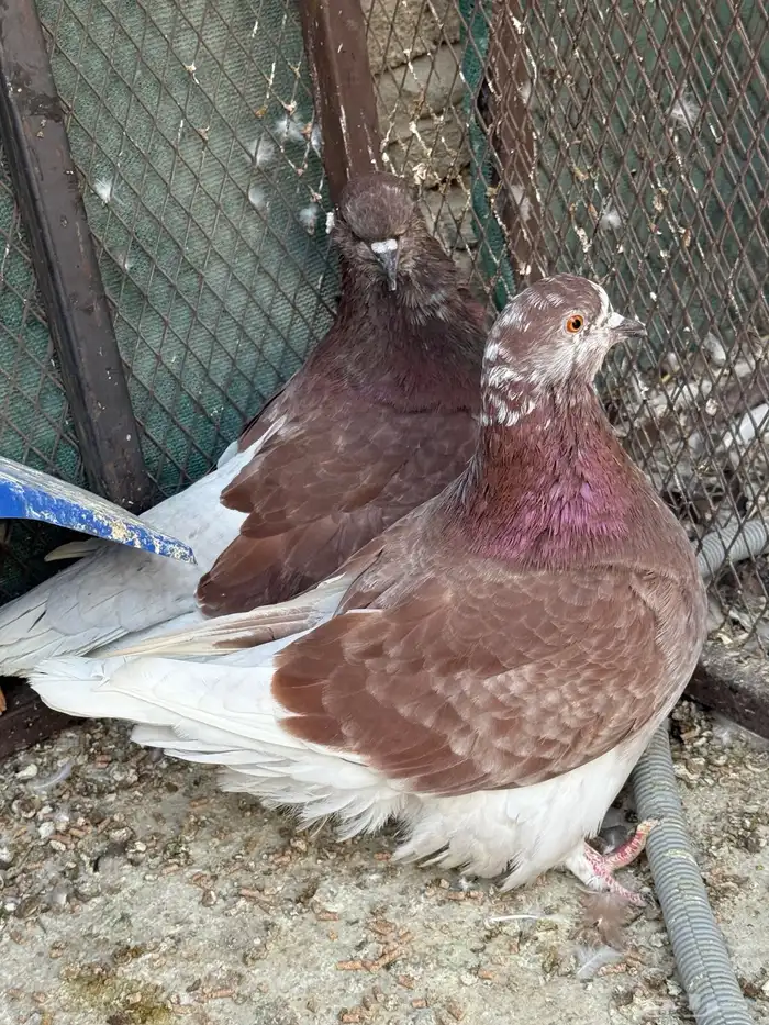 للبيع جوز فرش منتج مع والده 0