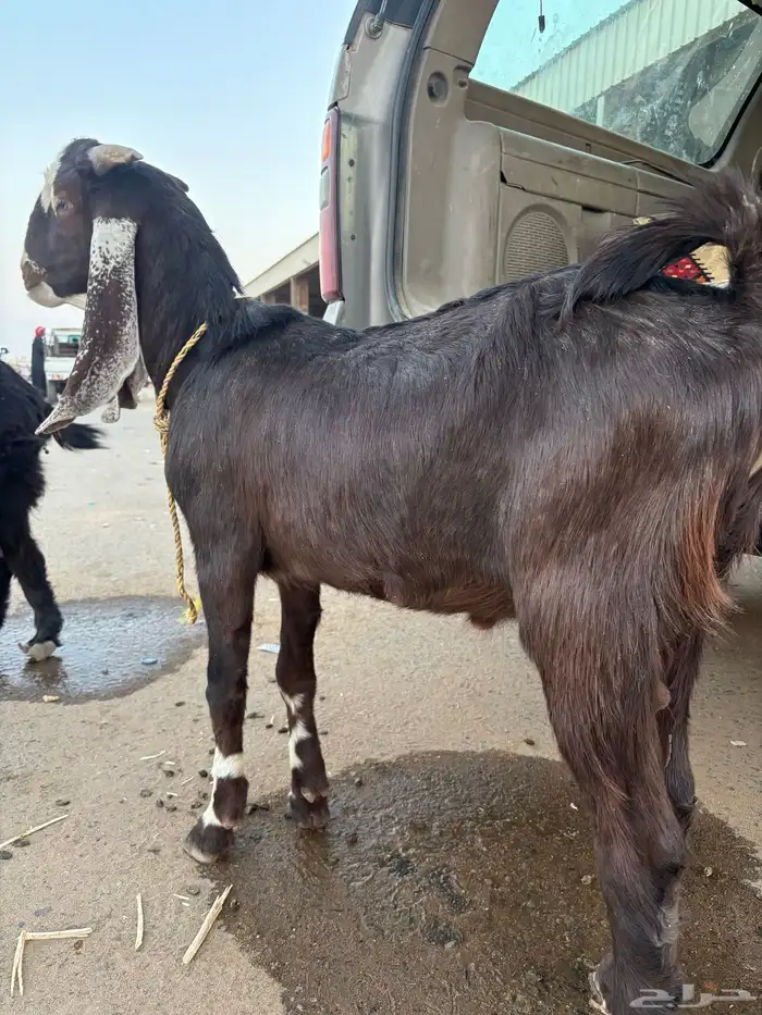 تيس طيب علا السوم جذع 0