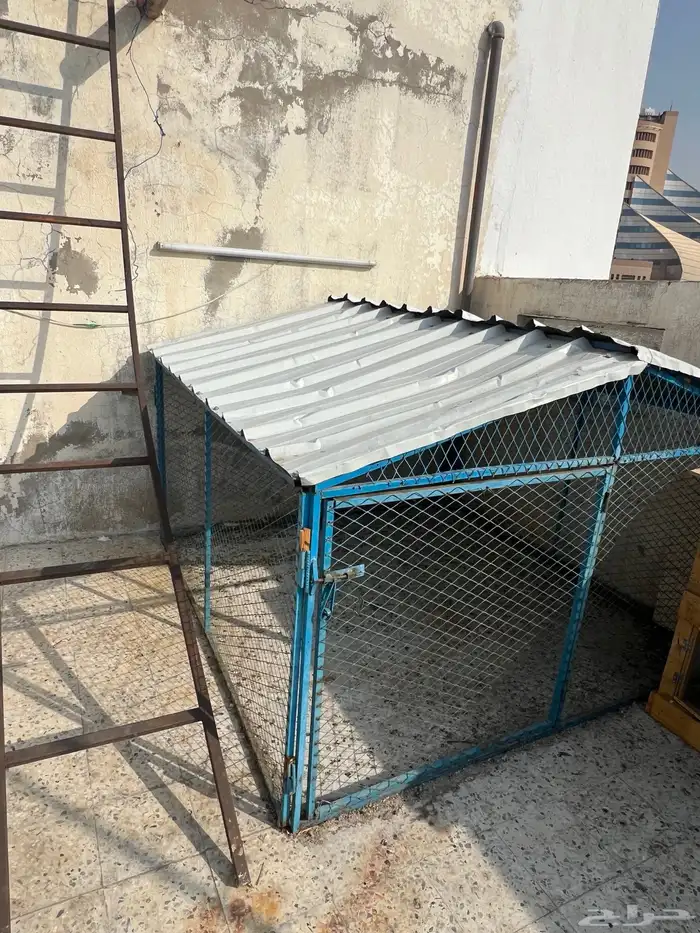 للبيع شبك للحمام 1