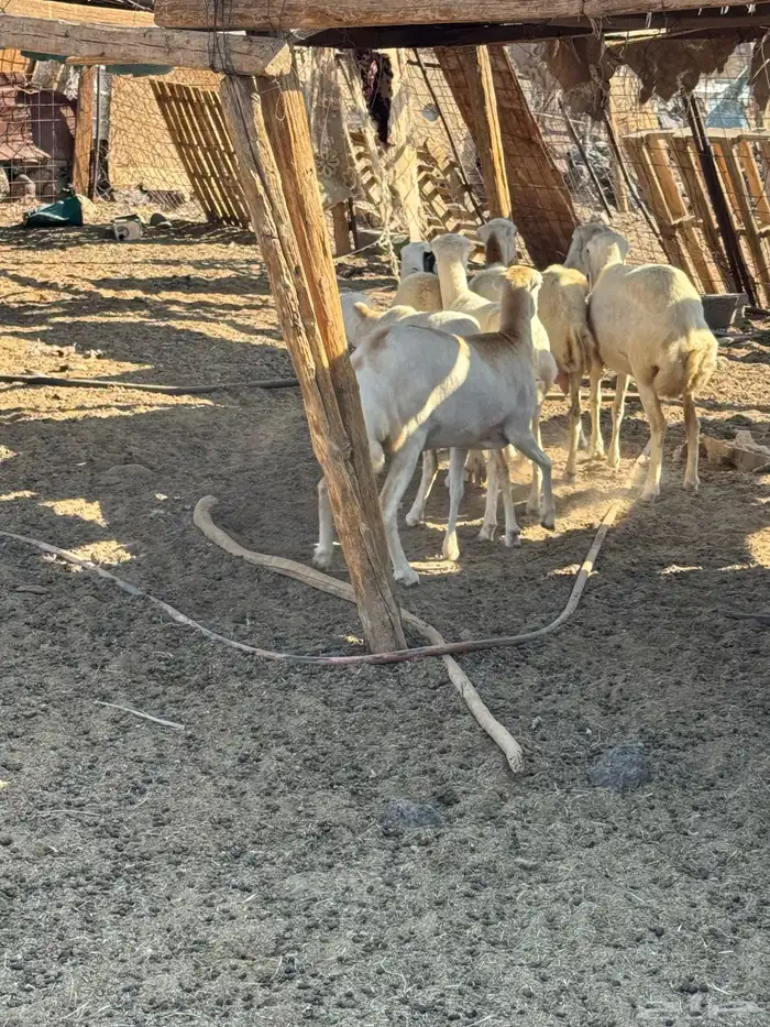 ضان رفيديات صنف 2