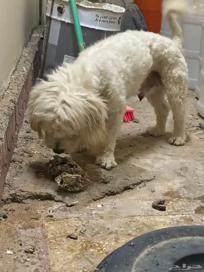 كلب للتبنى 0