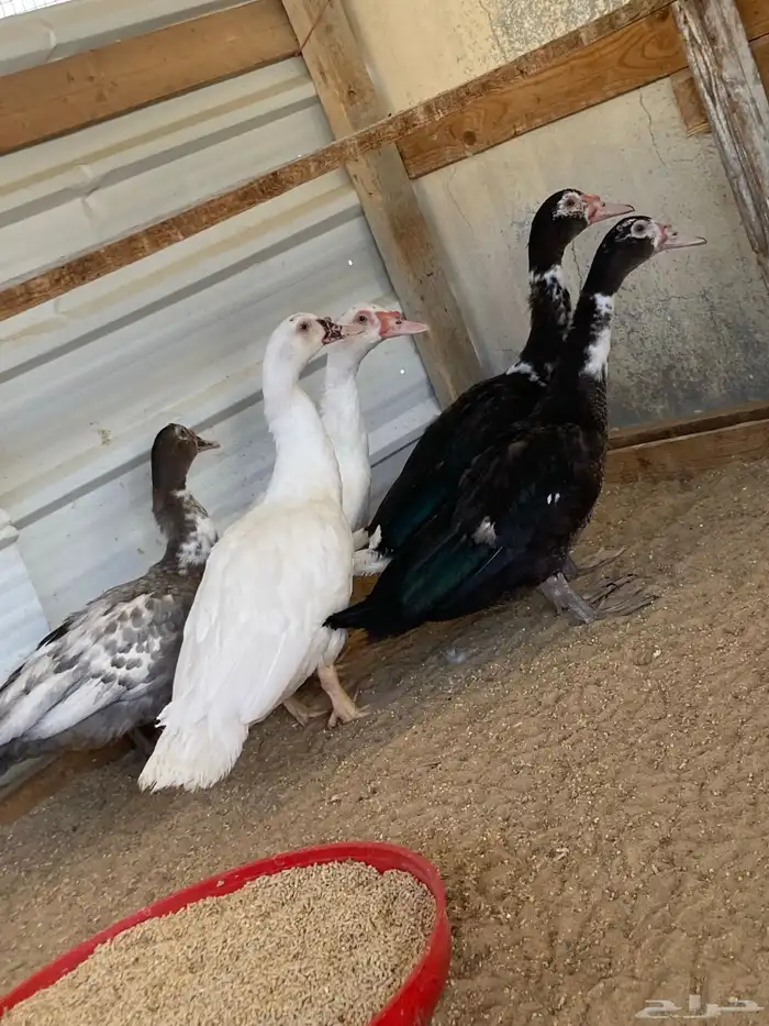 للبيع ذكور بط مصري 6