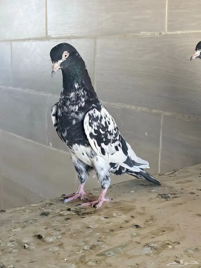 زوج رام بوري آخر ريشه 15