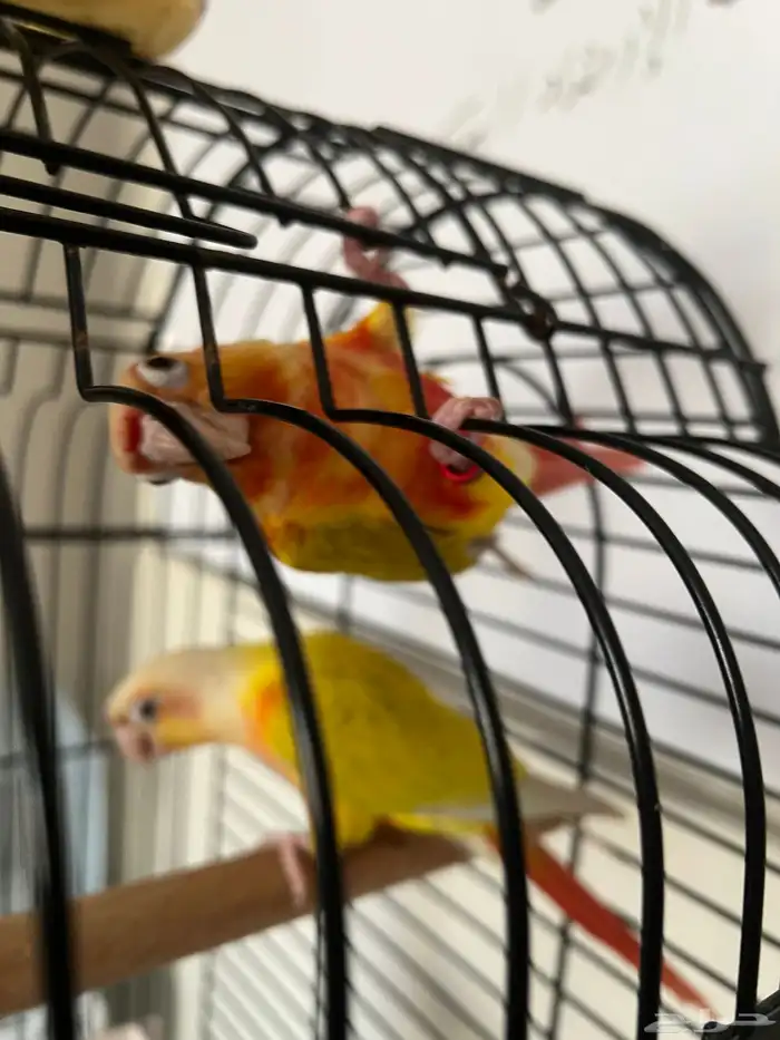 زوج صن شيك 2