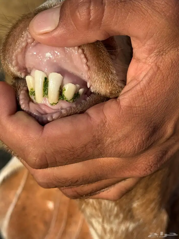 بيعن الله يبارك له معزا ولد مشاريك جروم وحليب 1