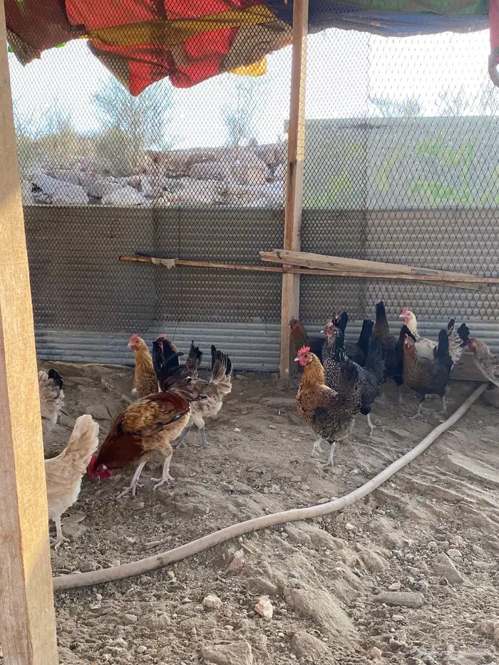 دجاج بلدي بياض شرط فواتح حمر 26