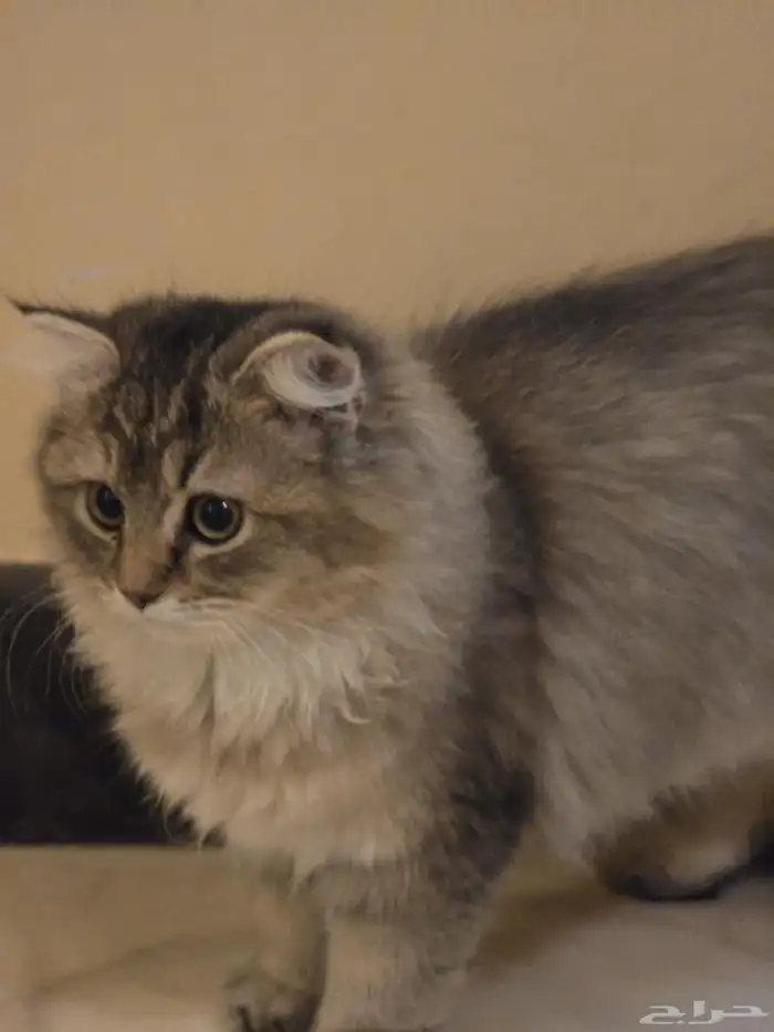 قطط سكوتش وشيرازى للتبنى 5