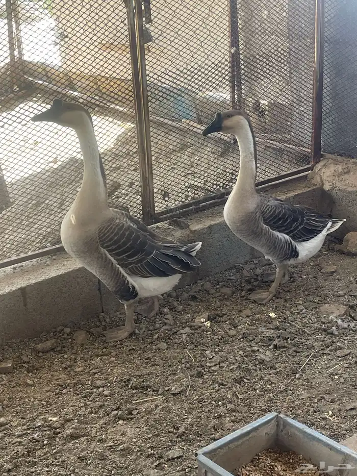 وز عراقي اصيل 2