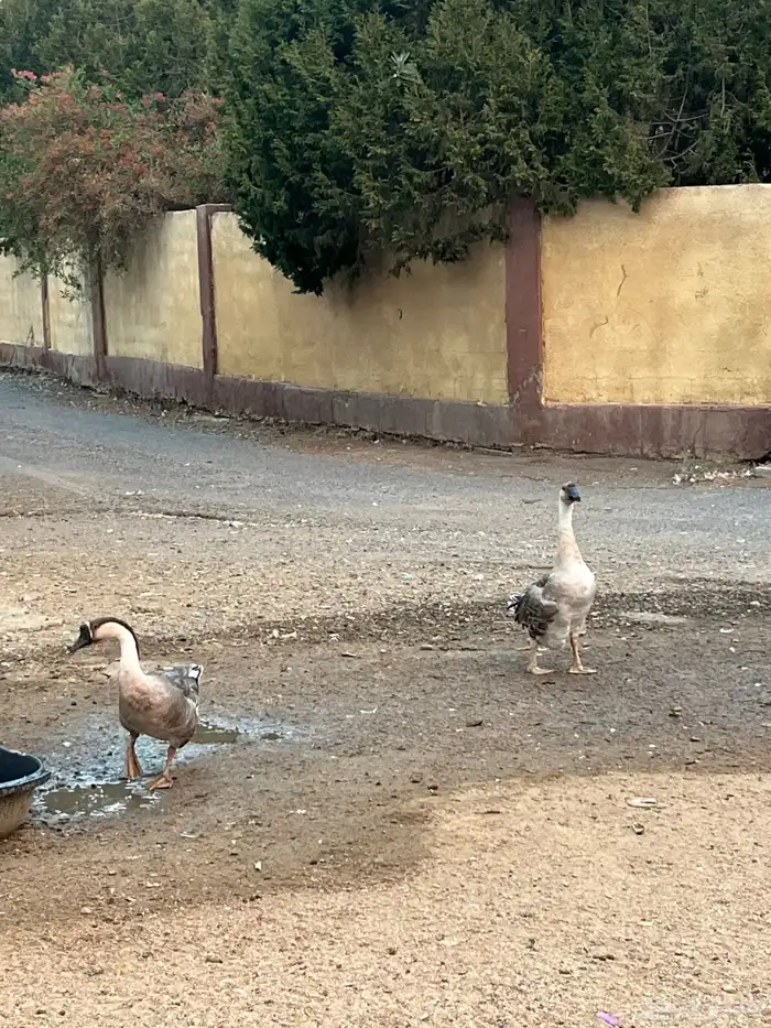 زوج وز عراقي 0