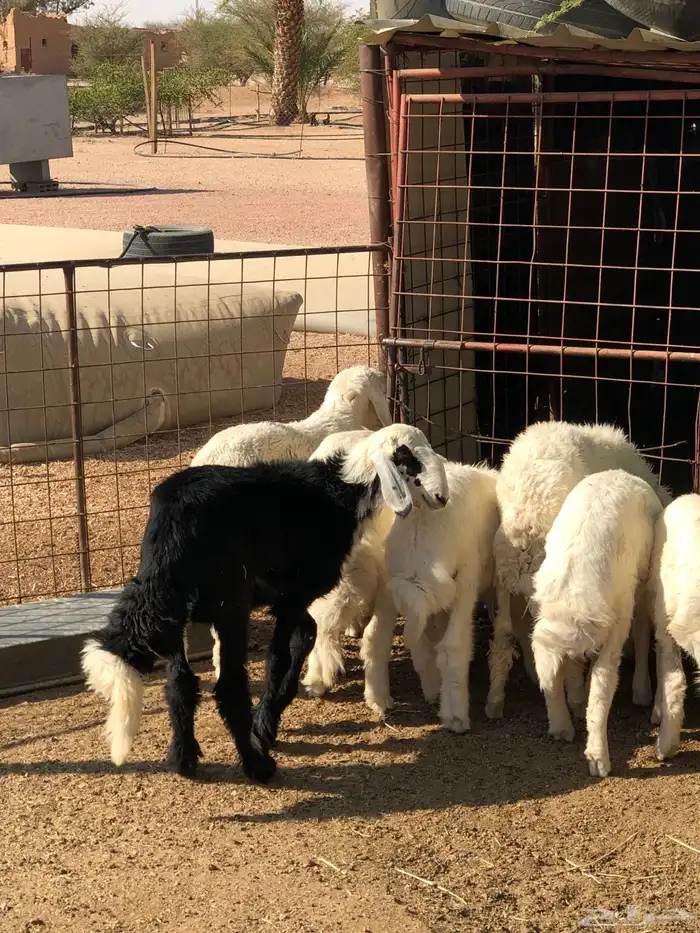 القويعيه الرويضه بالعرض 7