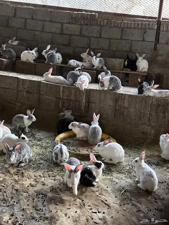 أرانب بلدي 0