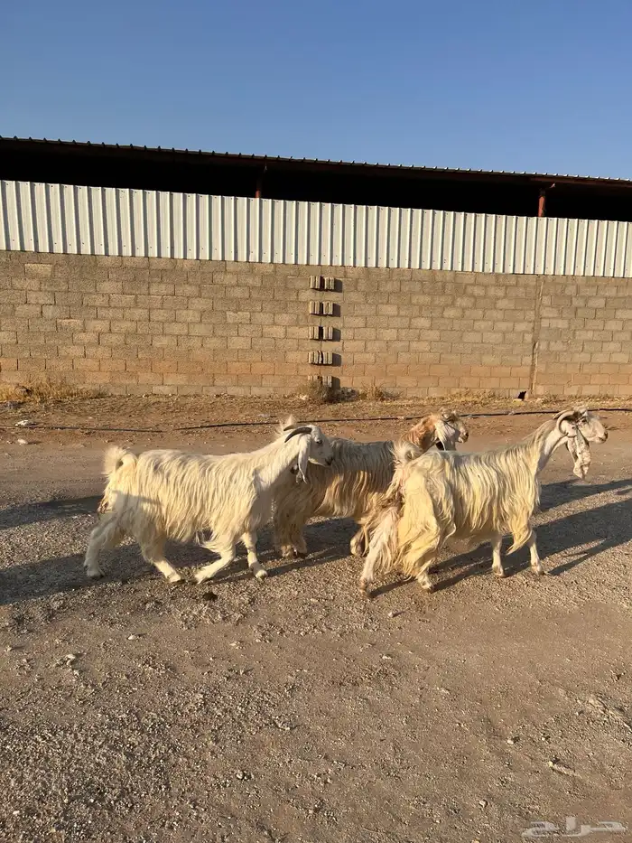 معزا بيض مشاريك مصريه جروم فاخره طيبه دفيع مضاريع سونار 3