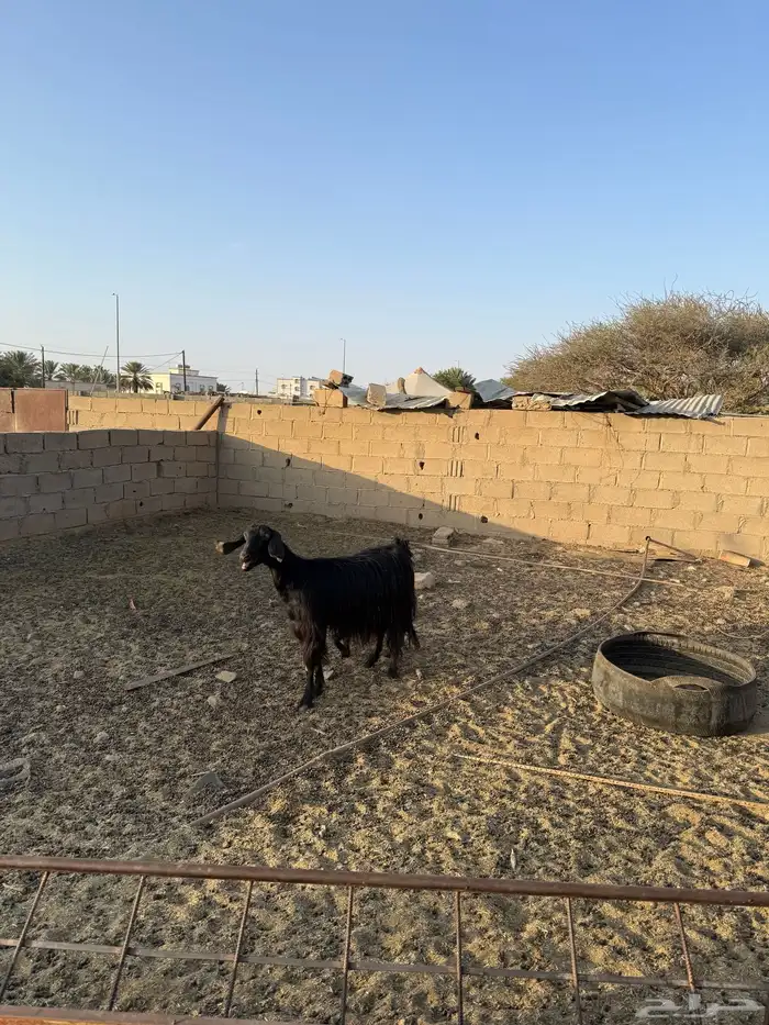 للبيع عنز والد 3