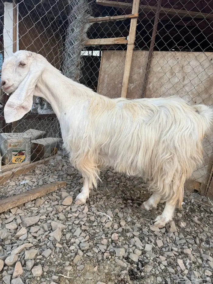 عنز مصريه جرم حصان 0