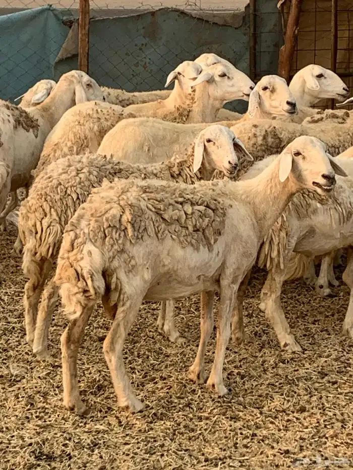 للبيع غنم حريات مواليد ودفيع 3