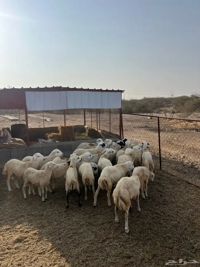 فران ذبايح للبيع العدد 25 فيه تفرقه وفيه جمله على حسب الحجم 2