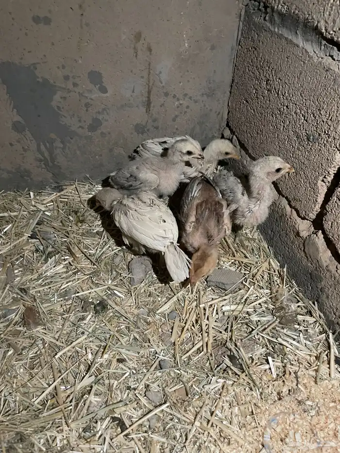 دجاج بكستاني العدد5الصحه شرط 1