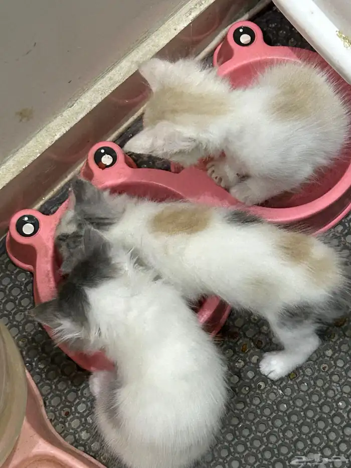 قطط للبيع للتواصل واتس اب 1