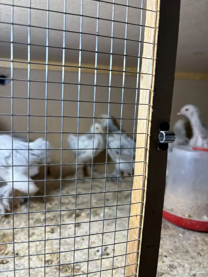 صيصان مستوى فاخر جدا جدا ما شاء الله تبارك الرحمن 0