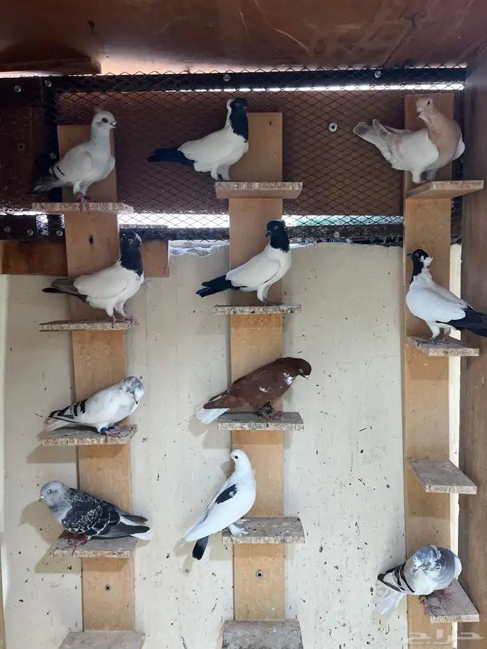 للبيع حمام كش 1