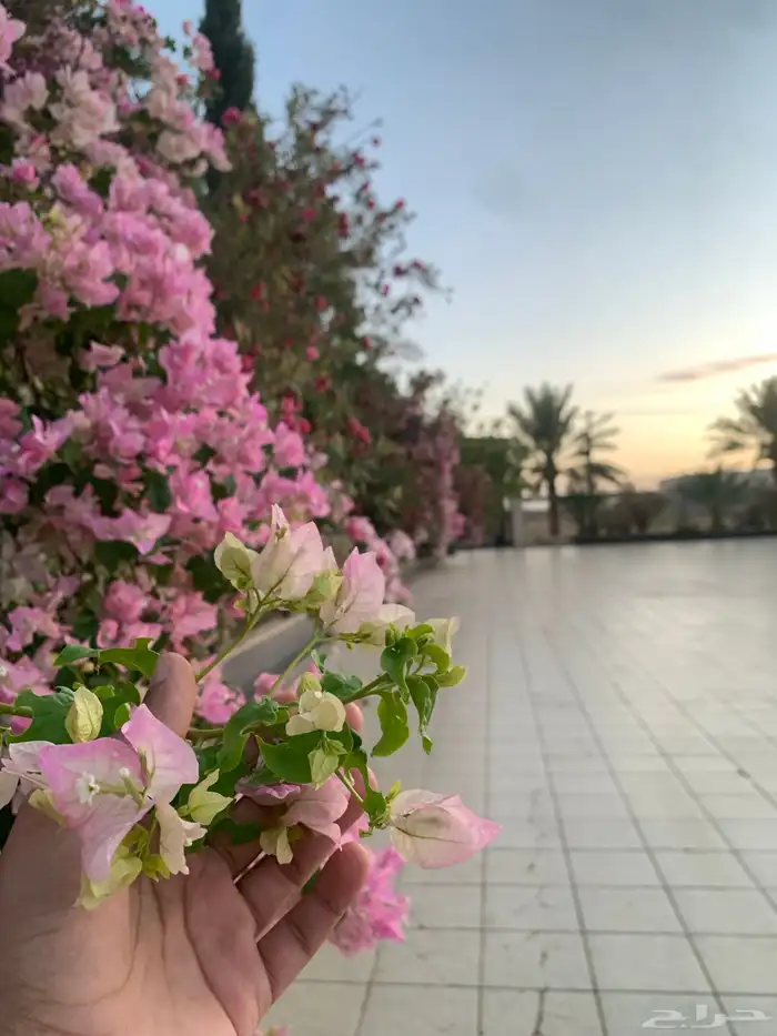 منسق ورد او معلم حق مكينه اكريليك. 0