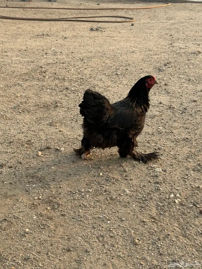 طقم دجاج براهما وديك 11