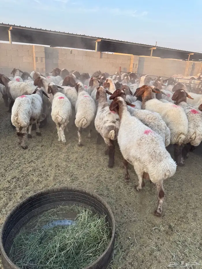 نعيم دفيع 11