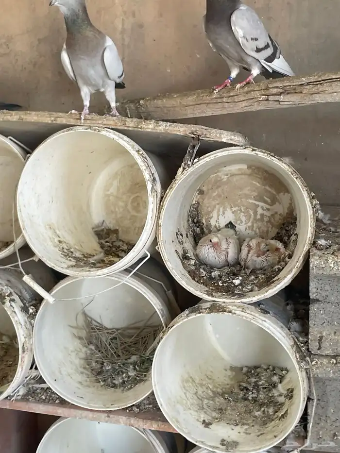 حمام للبيع زاجل وفرنسي حوالي 75جوز يزيد اوينقص 85 منتج 1