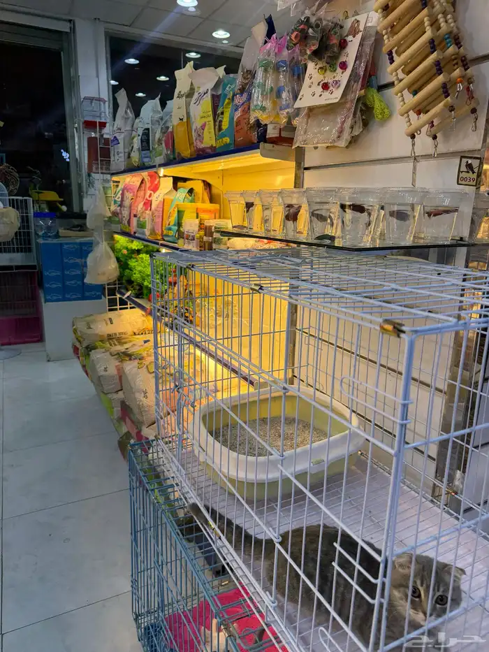 عصافير . قطط. حمام 7