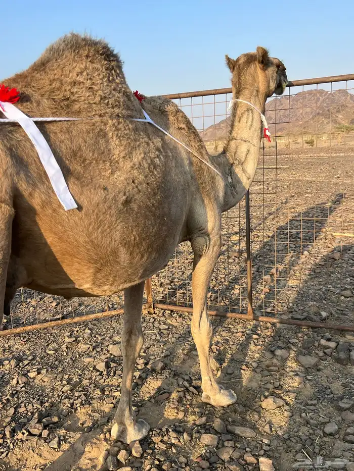 ساحليه تحتها بكره ناقه لبن ب 10500 يبلاش 2