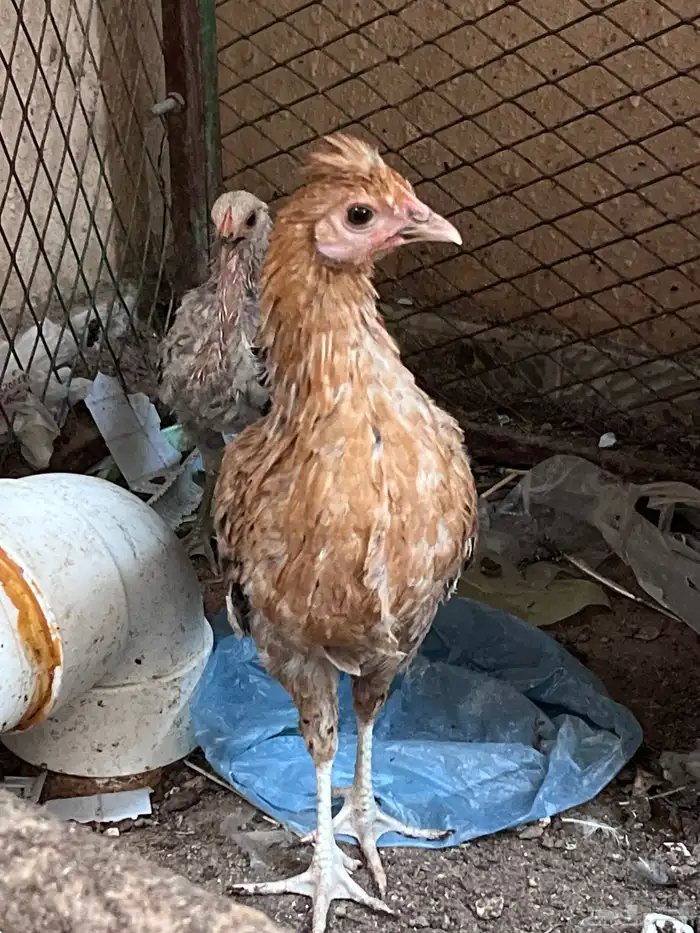 4 دجاجات وديك للبيع 12