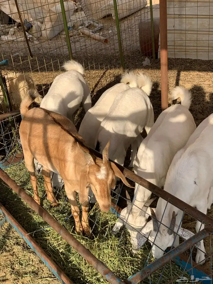 تيوس إلاعمار 7اشهر إلى 12 1