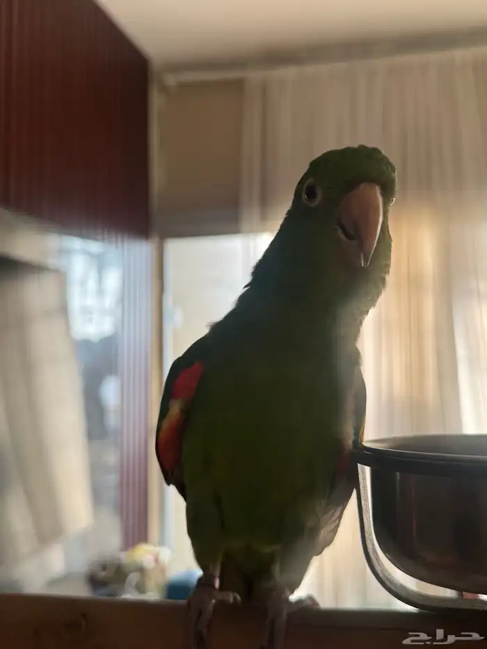 ببغاء كنيور وايت اي من النوادر 1