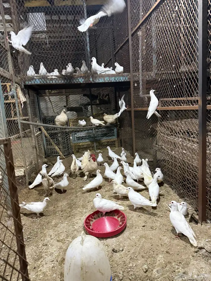 حمام  فرنسي 6