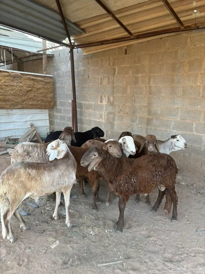 سواكن مرابي 2