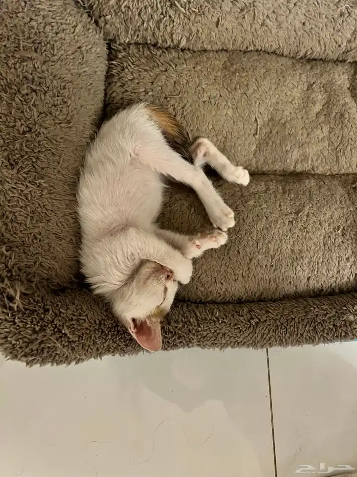 قطه كتن منقذه للتبني 2