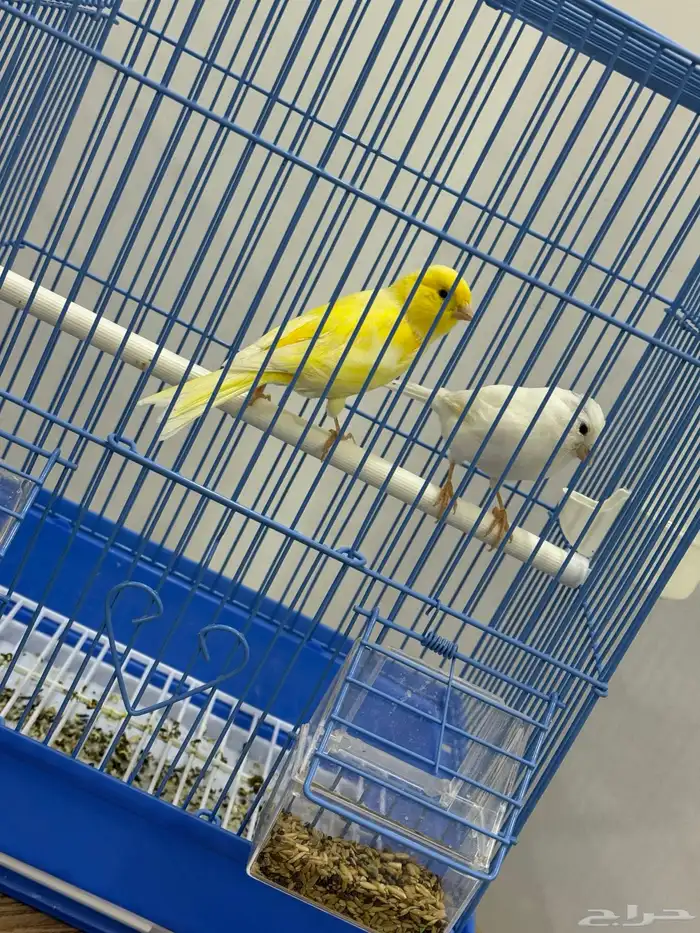 كناري سوري للبيع جوز 2