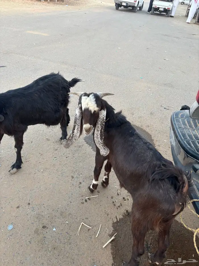 تيس طيب علا السوم جذع 1