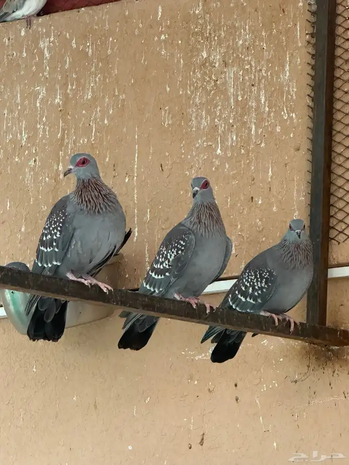 حمام ابو جفن افريقي حجم جامبو 3