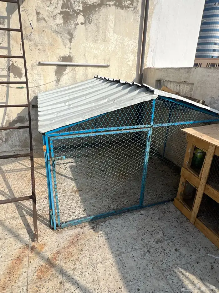 للبيع شبك للحمام 0