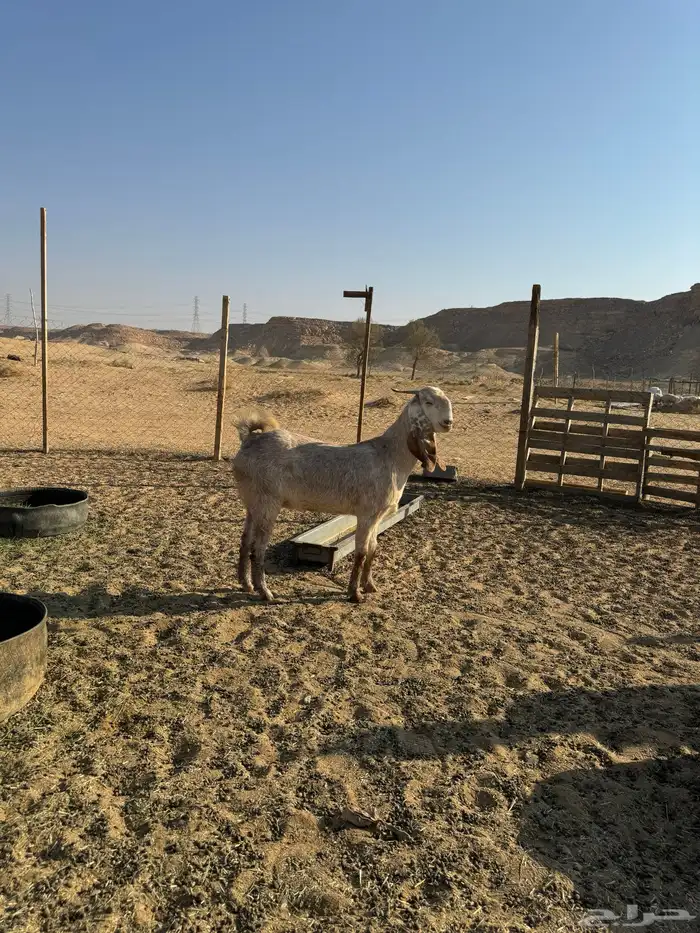 عنز ثنيه طيبه جدا فاخره العنز مقروعه لها حول شهر 6