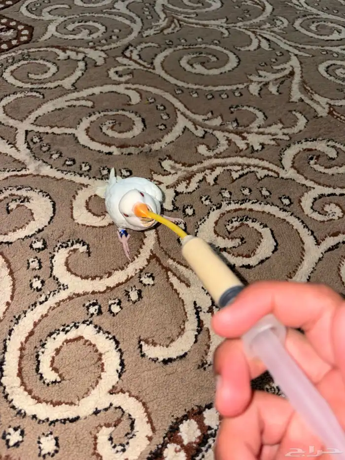 فرخ روز البينو ابيض وعيون حمر 0